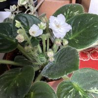 セントポーリア,花のある暮らし,今日のお花,おうち園芸の画像