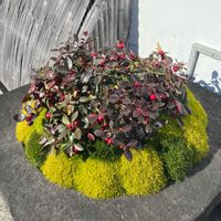 サギナ,チェッカーベリー,アイリッシュ モス（サギナ）,散策の画像