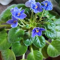 セントポーリア,ティナズ エイプリルファンタジー,ロブス ドードーバード,プレイフルスペクトラム,観葉植物の画像