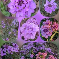 イベリス,イベリス,リナリア,金魚草の画像