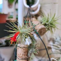 チランジア,オンシジウム,フックシー,フンキアナ,コルジリネの画像