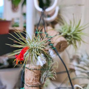 チランジア,オンシジウム,フックシー,フンキアナ,コルジリネの画像