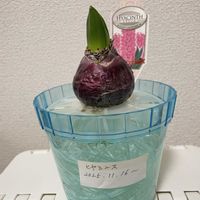 シャコバサボテン,ヒヤシンス,アロマティカス,シャコバサボテンの蕾,F1ガーデンシクラメンの画像