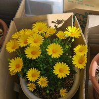 キララ,サントリー キララ イエロー,kahma瀬戸の画像