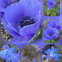 アネモネ,ポインセチア,初恋草,アゲラタム(カッコウアザミ),アゲラタム(カッコウアザミ)の画像