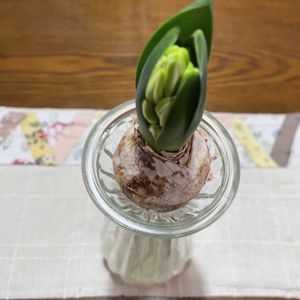 花のある暮らし,季節のお花,ヒヤシンス水耕栽培,我が家のお花,花好きの画像