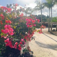 ブーゲンビリアの画像