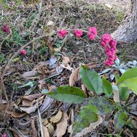 ムラサキシキブ,可愛い実,茨城県,ピンク❤︎ピンク,平和を願うの画像