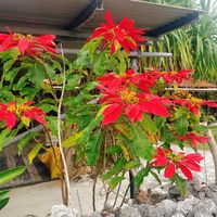 ポインセチアの画像