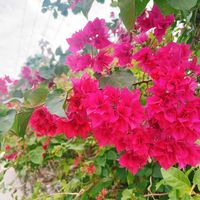 ブーゲンビリアの画像