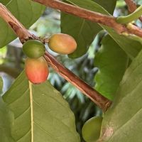 コーヒーの木の画像