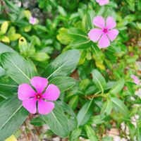 ニチニチソウ,日々草(にちにちそう)の画像