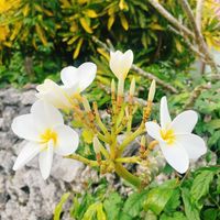 プルメリアの画像