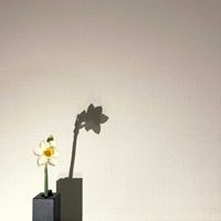 スイセン,一輪挿し,花瓶,山野草,花のある暮らしの画像