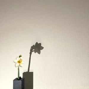 スイセン,一輪挿し,花瓶,山野草,花のある暮らしの画像