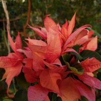 ポインセチア,ラッツェリ  ポインセチア,ポインセチア ジュリアキャンディピンク,ポインセチア ジュリアキャンディ,フィカス ウィアンディの画像