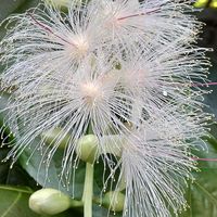 サガリバナ,サガリバナの木,夢の島熱帯植物館の画像