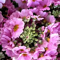 サクラソウ,サクラソウ,サクラソウ,ピンクと赤,明るい色での画像