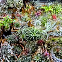 チランジア属,癒し,かわいいな♡,エアープランツ☆,エアープランツ/チランジアの画像