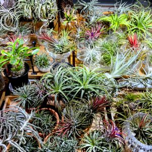 チランジア属,癒し,かわいいな♡,エアープランツ☆,エアープランツ/チランジアの画像