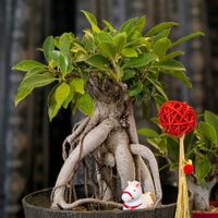 ガジュマル,緑の仲間たちの画像