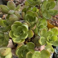 アドニス,多肉植物,紅葉多肉,庭の画像