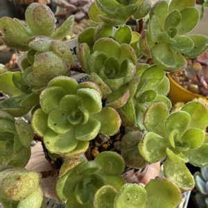 アドニス,多肉植物,紅葉多肉,庭の画像