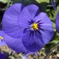 花壇,お出かけ先で,有楽公園の画像