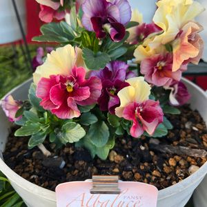 パンジー,ビオラ,パンジー　アルバルーチェ,植中毒,#hanakoiタグの画像