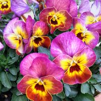 スイセン,セントポーリア,セントポーリア,ペチュニア,ビオラの画像