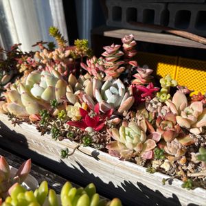 多肉植物,成長,多肉女子,フォロワーさん(*´∀｀)ﾉ ありがとぅ♪,いいね(*´∀｀)ﾉ ありがとぅ♪の画像