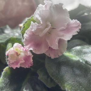 セントポーリア,セントポーリア スージー,ポインセチア　モネアーリー,今日のお花,室内のお花の画像