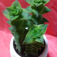 南十字星の画像