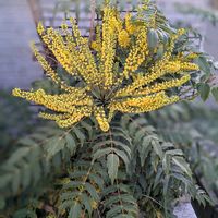 カランコエ,カランコエ,ヒイラギナンテン,八重咲きカランコエ,八重咲きカランコエの画像