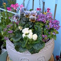 アリッサム,ネメシア,パンジー・ビオラ,プリムラ,パンジーの画像