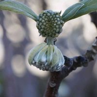 ミツマタ,樹木の画像