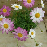 マーガレット,可愛いので我が家に迎えました,名前あっていますか？の画像