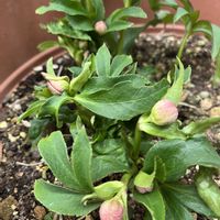 クリスマスローズ,クリスマスローズ,ラナンキュラス,ラナンキュラス,彼岸花 白の画像