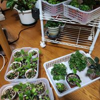 セントポーリア,観葉植物の画像