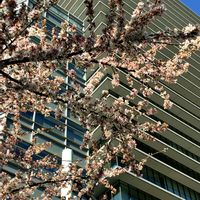 サクラ,お出かけ先の画像