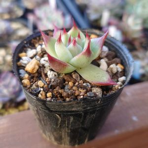 多肉植物,エケベリア属,実生,交配種,多肉大好きの画像