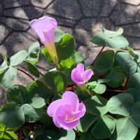 オキザリス,鉢植え,球根,ガーデニング,球根植物の画像