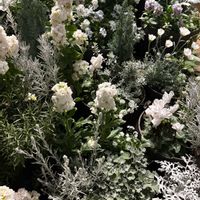 ホワイトガーデン,ステップガーデン,玄関アプローチの画像