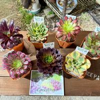 多肉植物,ガーデニング,アエオニウム,初売り,グリーンデイズの画像