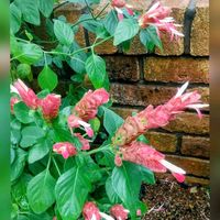 コエビソウ,コエビソウ（ペロペロネ）,温室,花のある暮らし,草津市立水生植物公園みずの森の画像