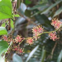 ガマズミ,サツマサンキライ,サツマサンキライ,サツマサンキライ(雄花),サツマサンキライ(雌花)の画像