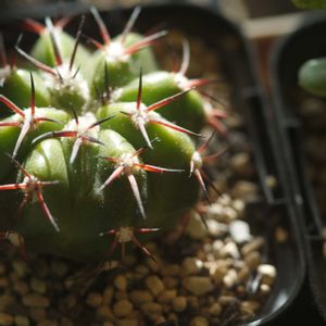 ハオルチア,多肉植物,観葉植物,塊根植物,サボテン科の画像