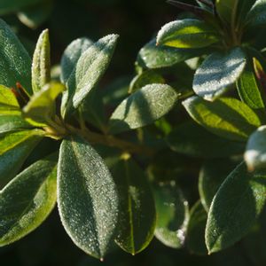 ハオルチア,多肉植物,観葉植物,塊根植物,サボテン科の画像