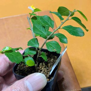 睡蓮木,盆栽,ミニ盆栽,盆栽苗木,まめ盆栽の画像