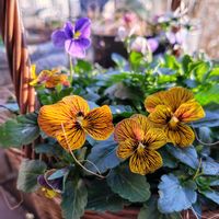 ビオラ,ビオラ タイガーアイ,ビオラ ’ パピヨンワールド ',うえたビオラ・パピヨンワールド,ナチュラルガーデンの画像